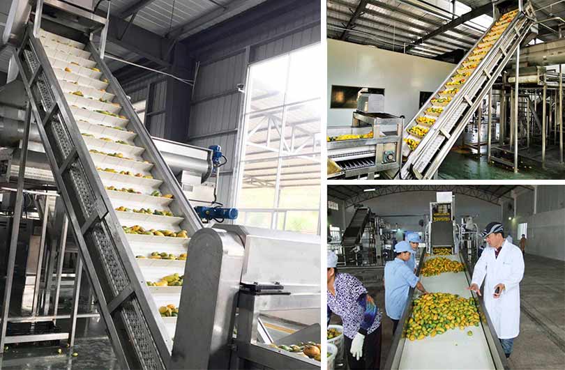 The hoist is used to convey mangoes in the mango juice processing plant