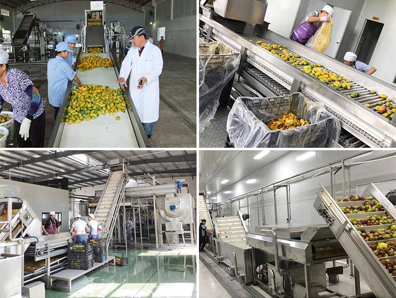Mango processing machines