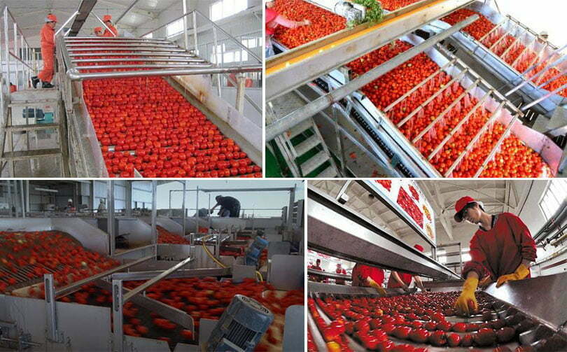 Tomato picking machine
