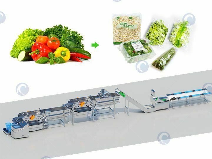 Clean vegetable processing plant