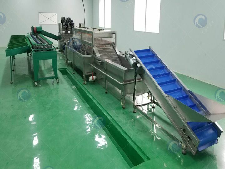 Complete vegetable and fruit washing drying grading line supplier