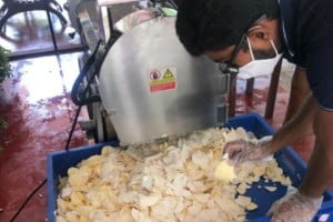 Usine de poudre de gingembre en Indonésie